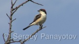 Video of Woodchat Shrike - Woodchat Shrike hunting near to the nest